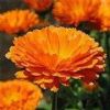 Calendula Officinalis Extract(Jesslie@Snowlotusbiotech.Com)